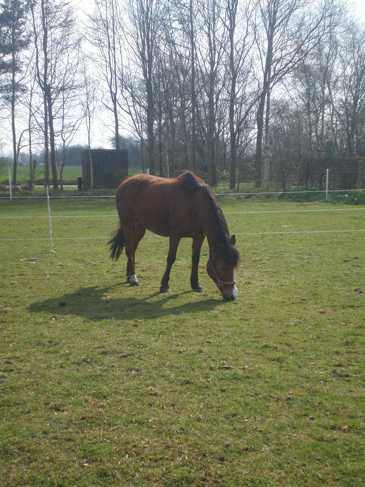 Anden særlig race Sokki billede 10