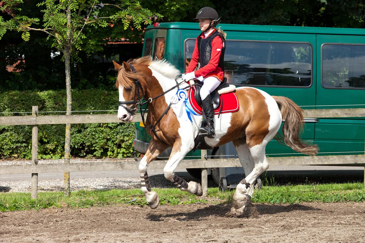 Irsk Sportspony Technical Mojo (Josh)  - god galop, han er bare god at være på billede 9