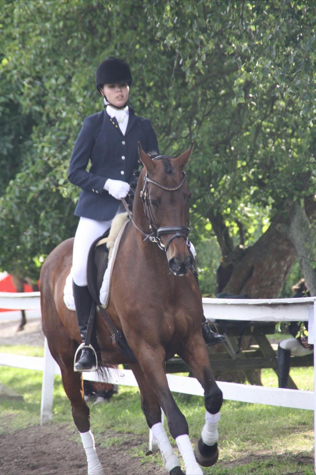 Dansk Varmblod Faster billede 18