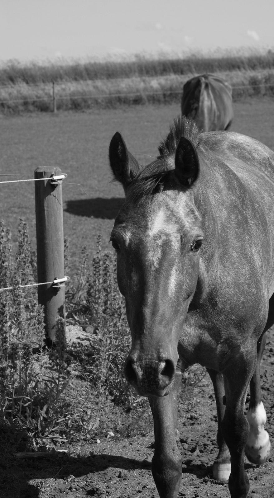 Knabstrupper Nobilitas Equa billede 2