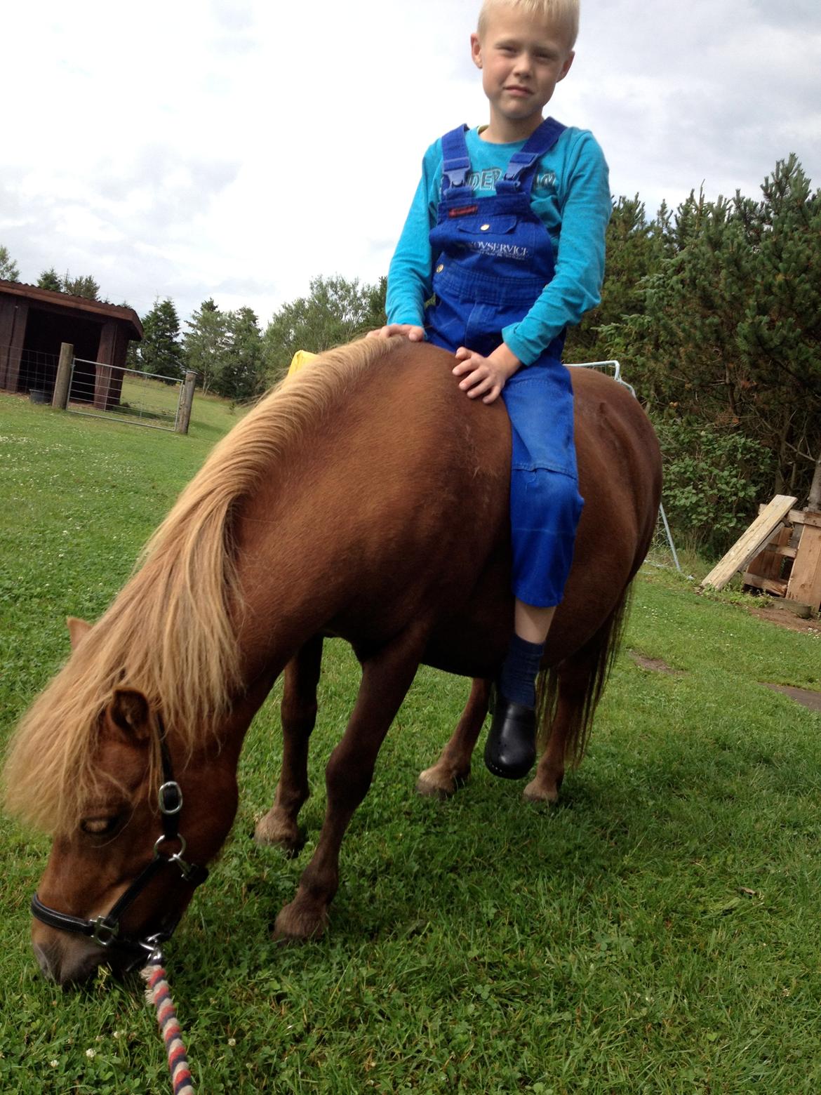 Shetlænder Solgårdens Lotte "Flotte Lotte" <3 - Emil der sider på ryggen af Lotte for første gang ;D billede 2