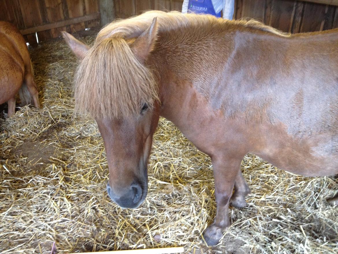 Shetlænder Solgårdens Lotte "Flotte Lotte" <3 - Man er stadig lækker selv om man er våd ;D <3 billede 6
