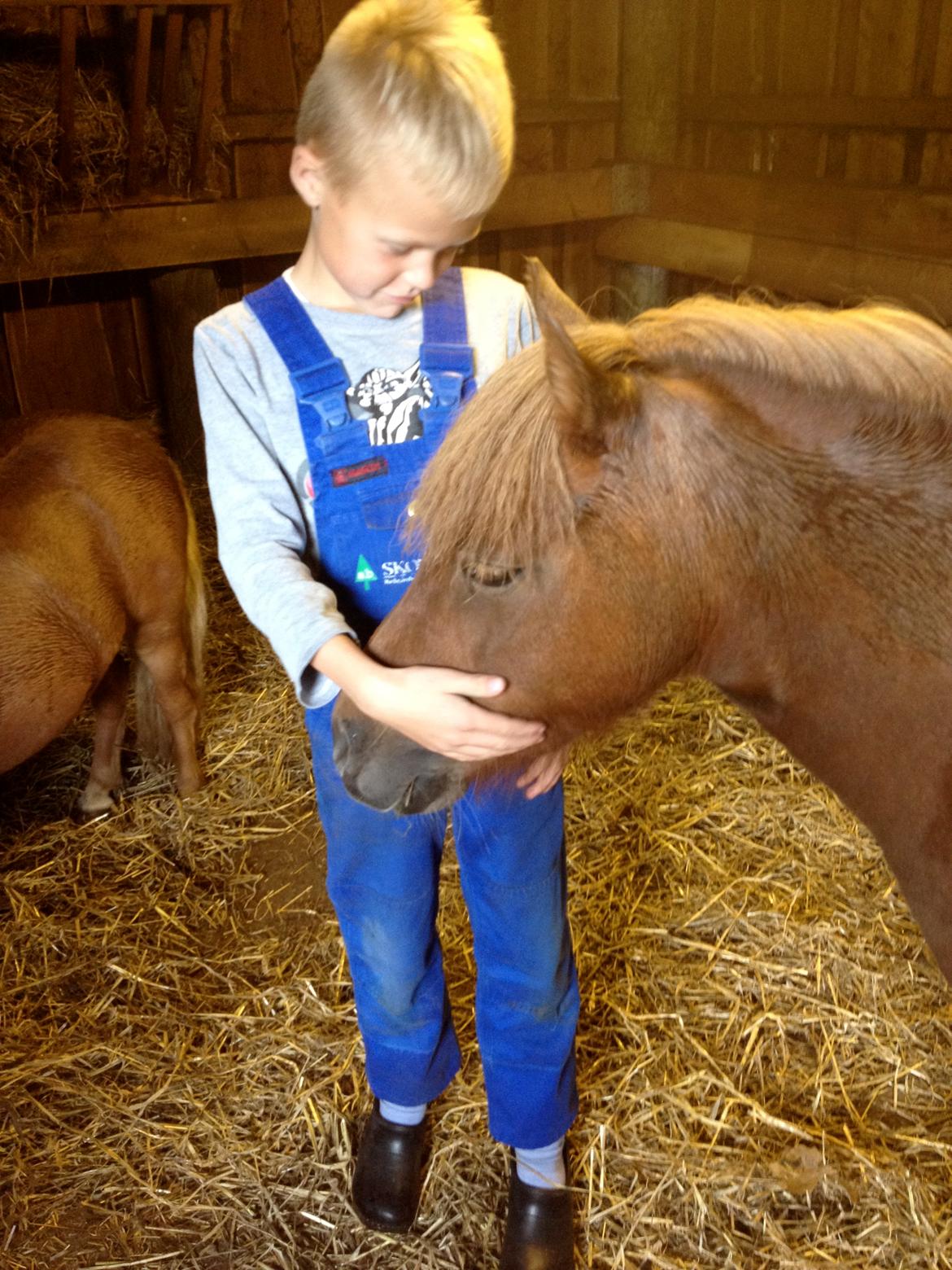 Shetlænder Solgårdens Lotte "Flotte Lotte" <3 billede 7