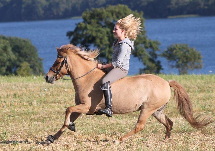 Islænder Kveikja fra Staurby - Horses fly without wings and conquer without swords. <3 Foto: Søster, August 2011 billede 12