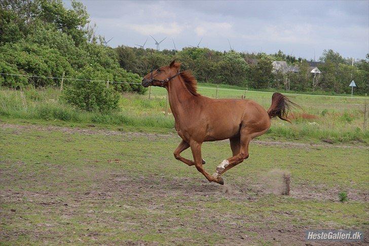 Dansk Varmblod Fjællebroens Excalibur billede 6