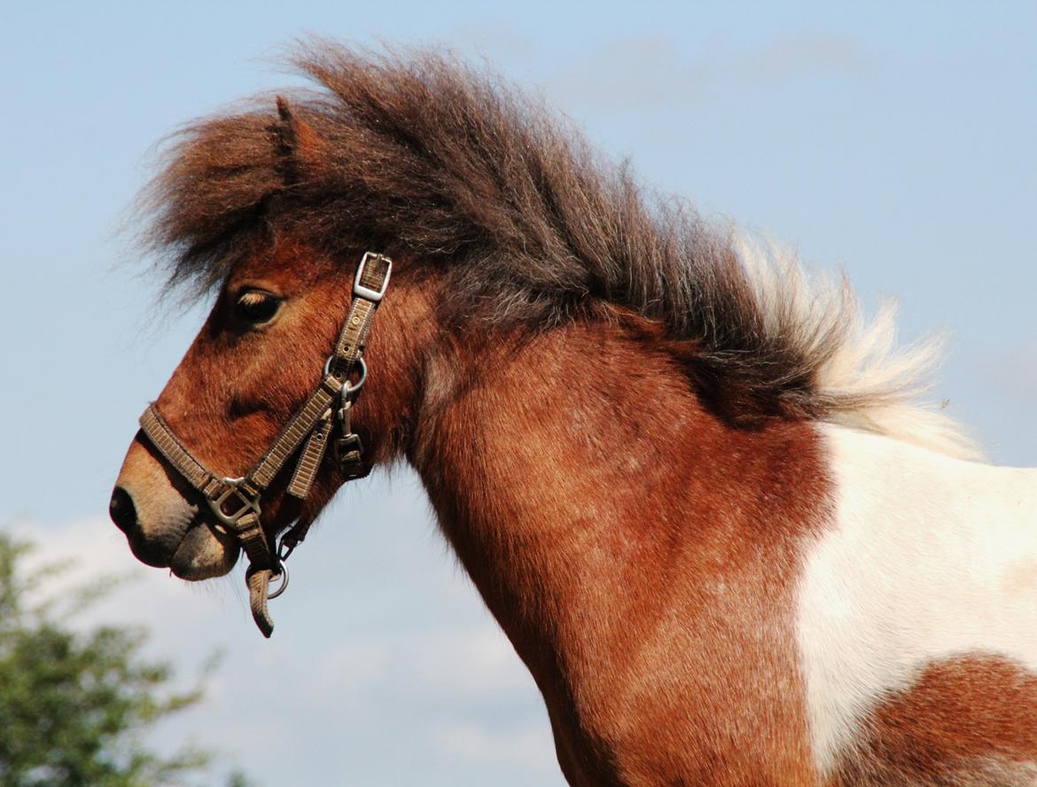 Shetlænder Archie - Juli 2012

*Barløse* billede 2