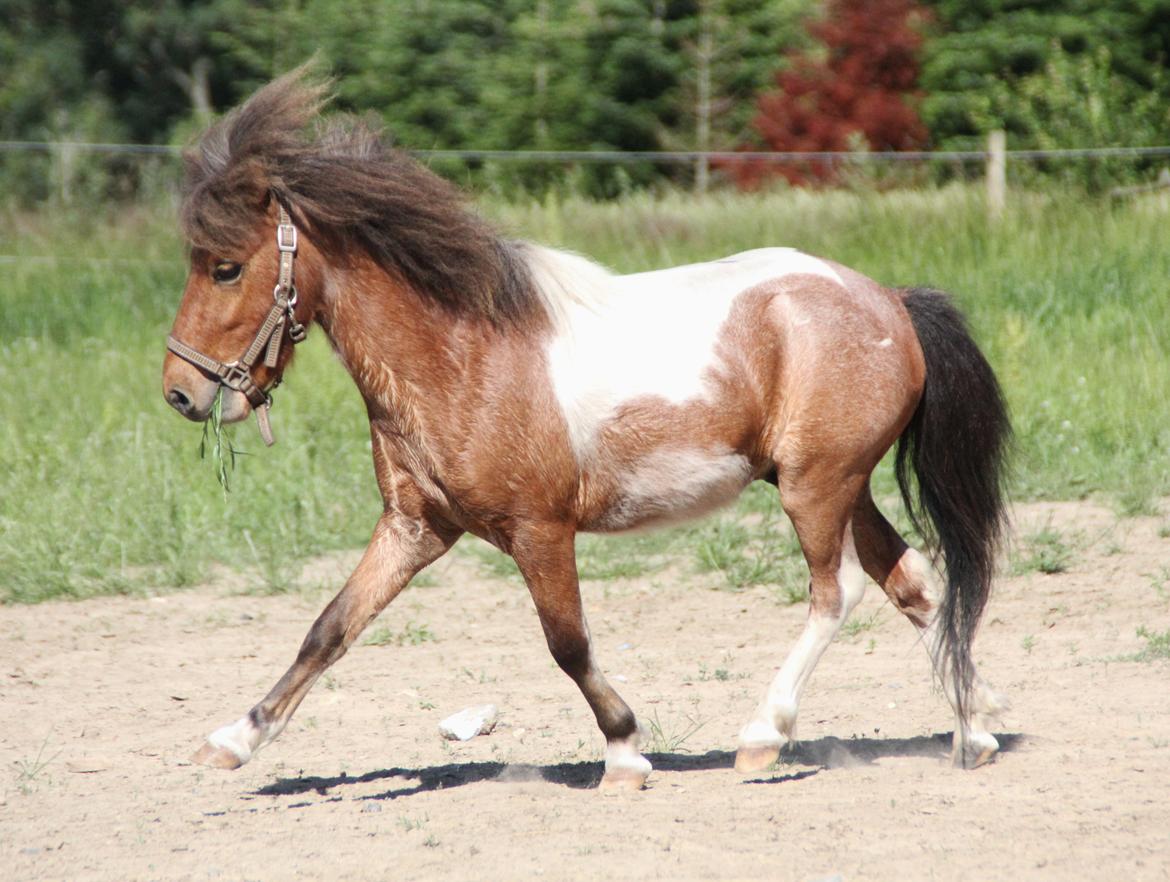 Shetlænder Archie - Juli 2012
*Barløse* billede 14