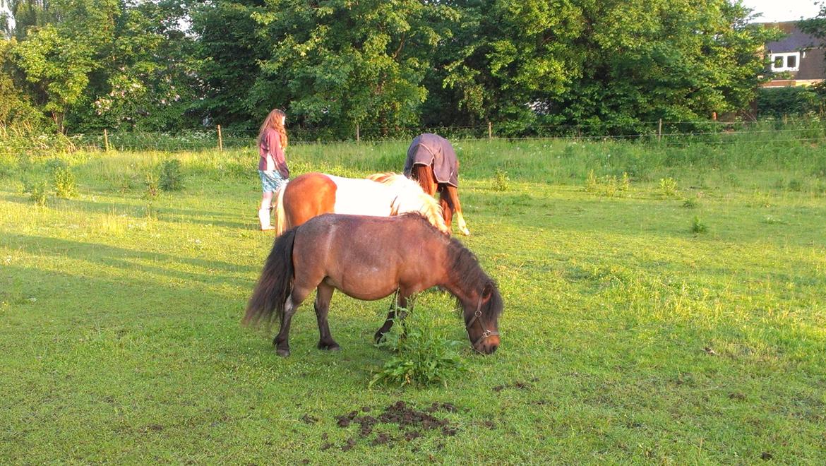 Shetlænder Diamond billede 18