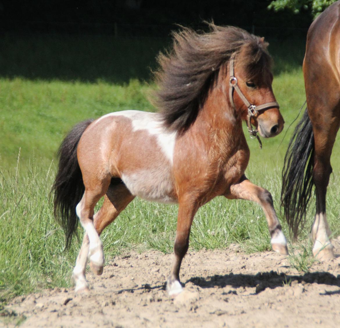 Shetlænder Archie - Juli 2012 *Barløse* billede 15