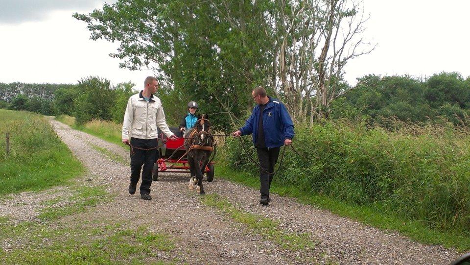 Welsh Mountain (sec A) Lærkegårdens Bad Boy .. Solgt .. - 2012 2 gang med vogn.. billede 15