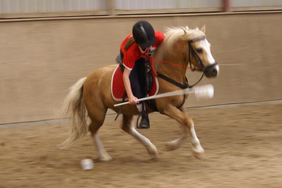 Welsh Mountain (sec A) Sjaik - Mounted Games Træning d. 12 Juli :-) billede 6
