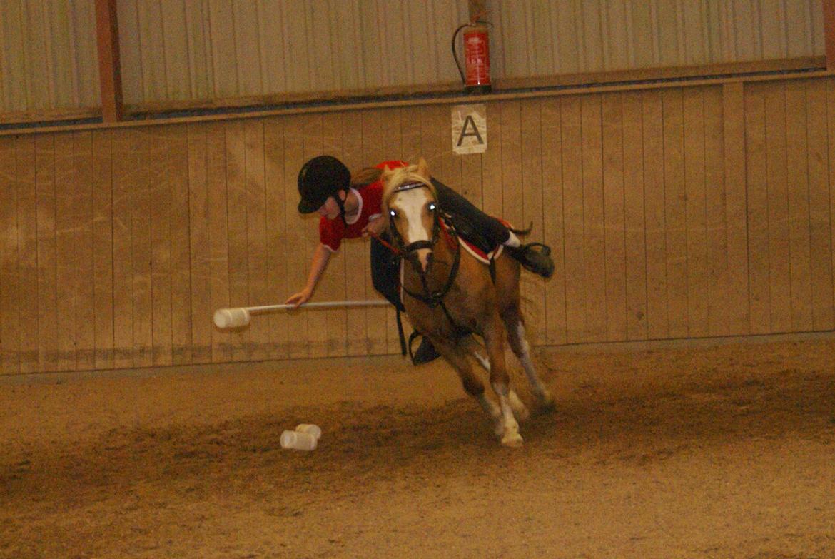 Welsh Mountain (sec A) Sjaik - Mounted Games Træning d. 12 Juli :-) billede 5