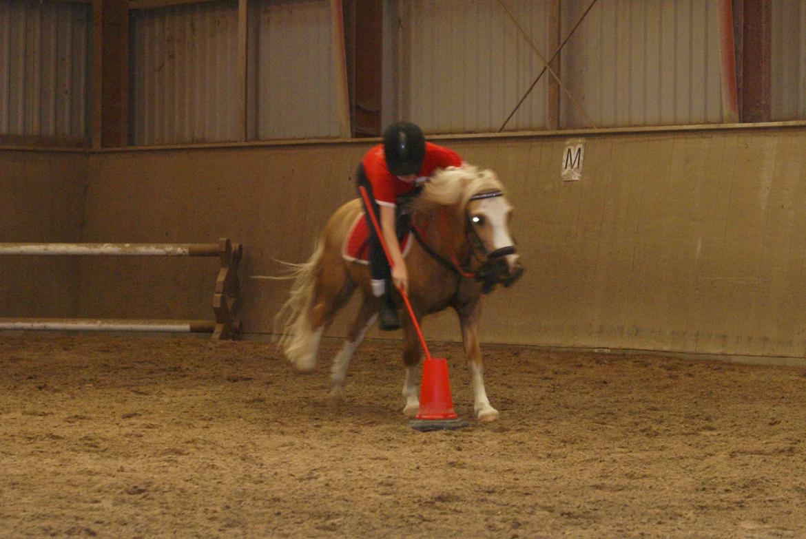 Welsh Mountain (sec A) Sjaik - Mounted Games Træning d. 12 Juli :-) billede 7