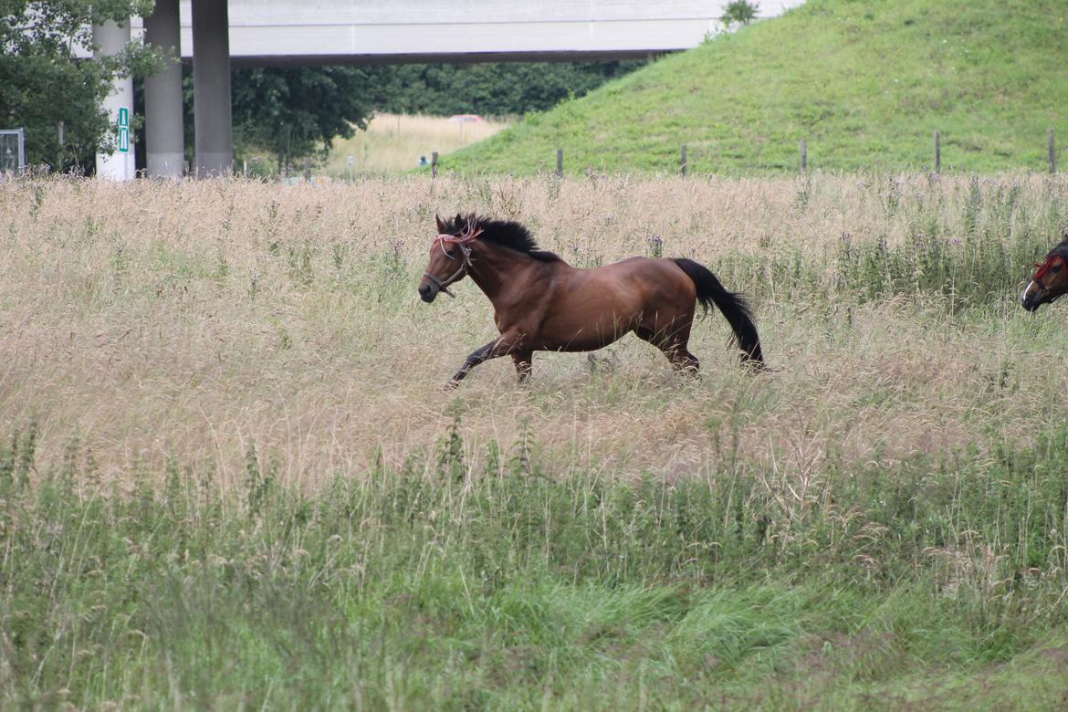 Dansk Varmblod Bellevue - 12 juli kom lille-pigen på sommergræs. billede 14