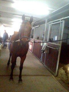 Tysk Sportspony Limbo spirit (gammel part) billede 6