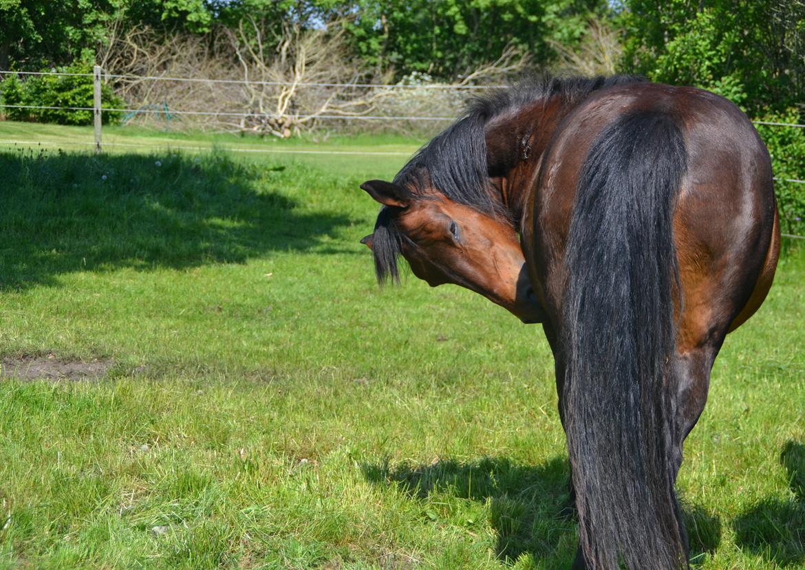 Anden særlig race Montana - solgt - 25/5-2012 <3 billede 5