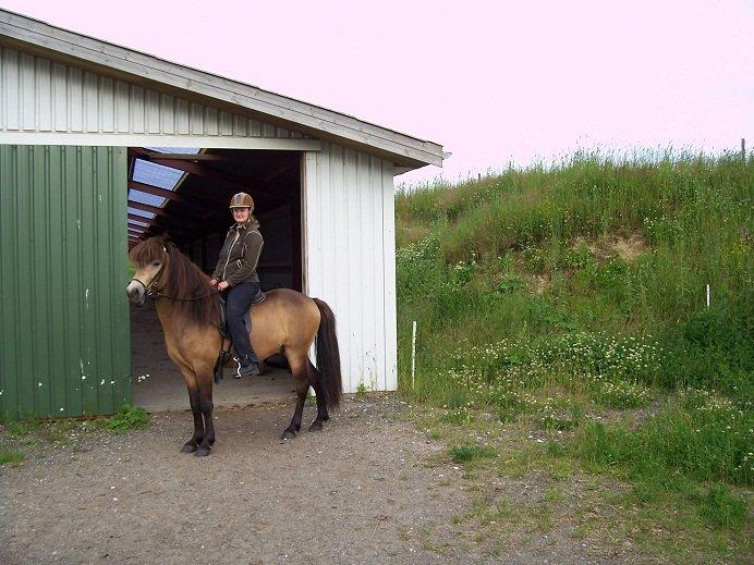Islænder Taktur fra Engholm - Taktur juli 12 - 4 år, på fællestur fra Langtved Isheste! billede 14