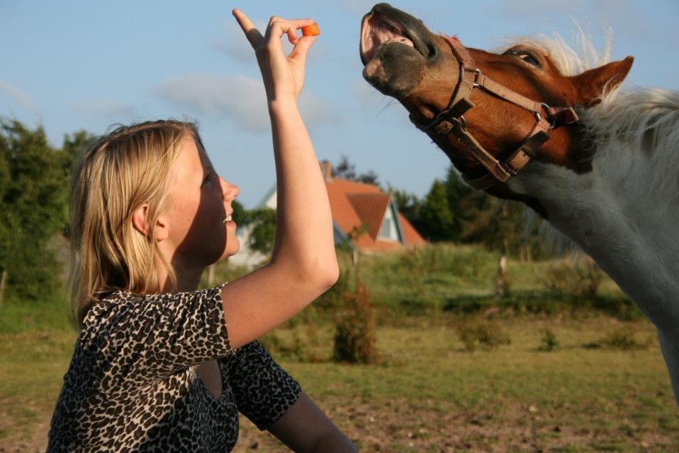 Shetlænder *Mille* billede 1