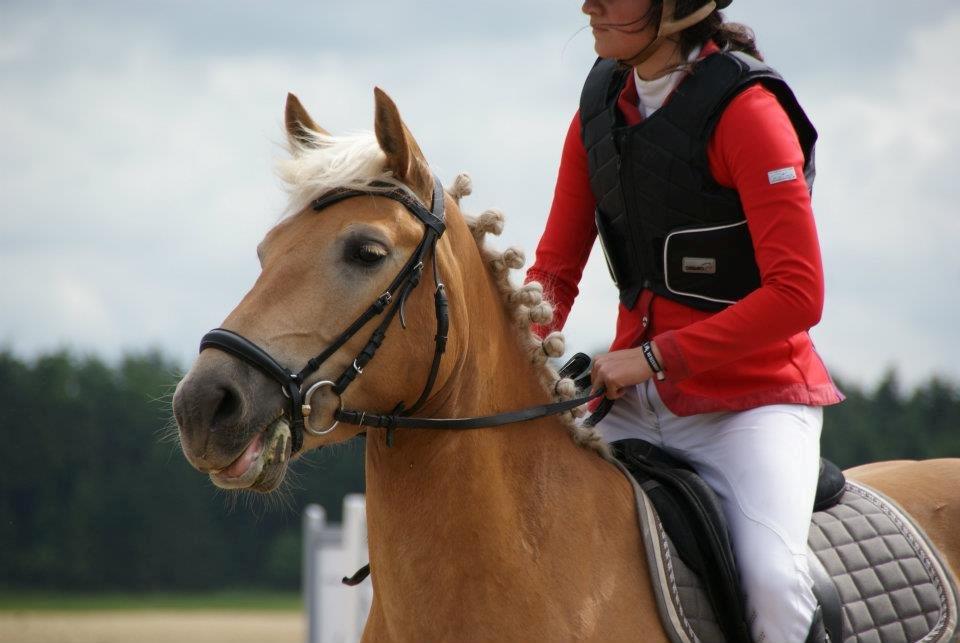 Haflinger Nordan`s Aurora *EM GULD* billede 13