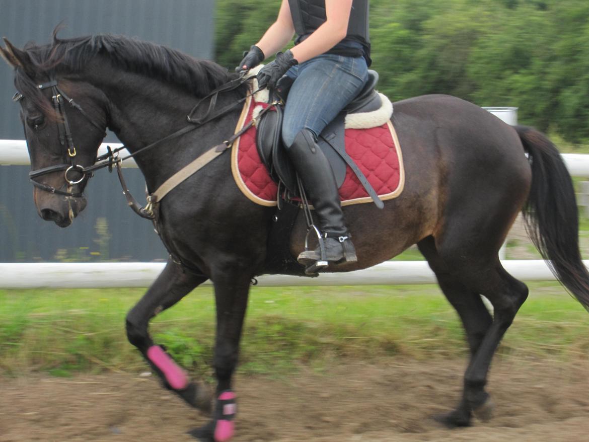 Anden særlig race Lundgaards Mulan SOLGT - Springoutfit :) billede 16