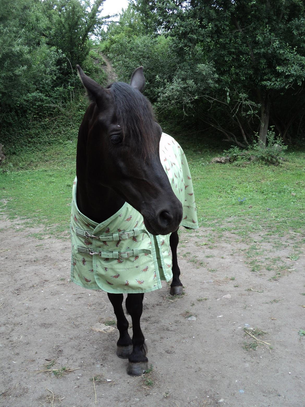 Welsh Pony af Cob-type (sec C) Nafi <3 stjerneponyen<3(tidl. hest) billede 8