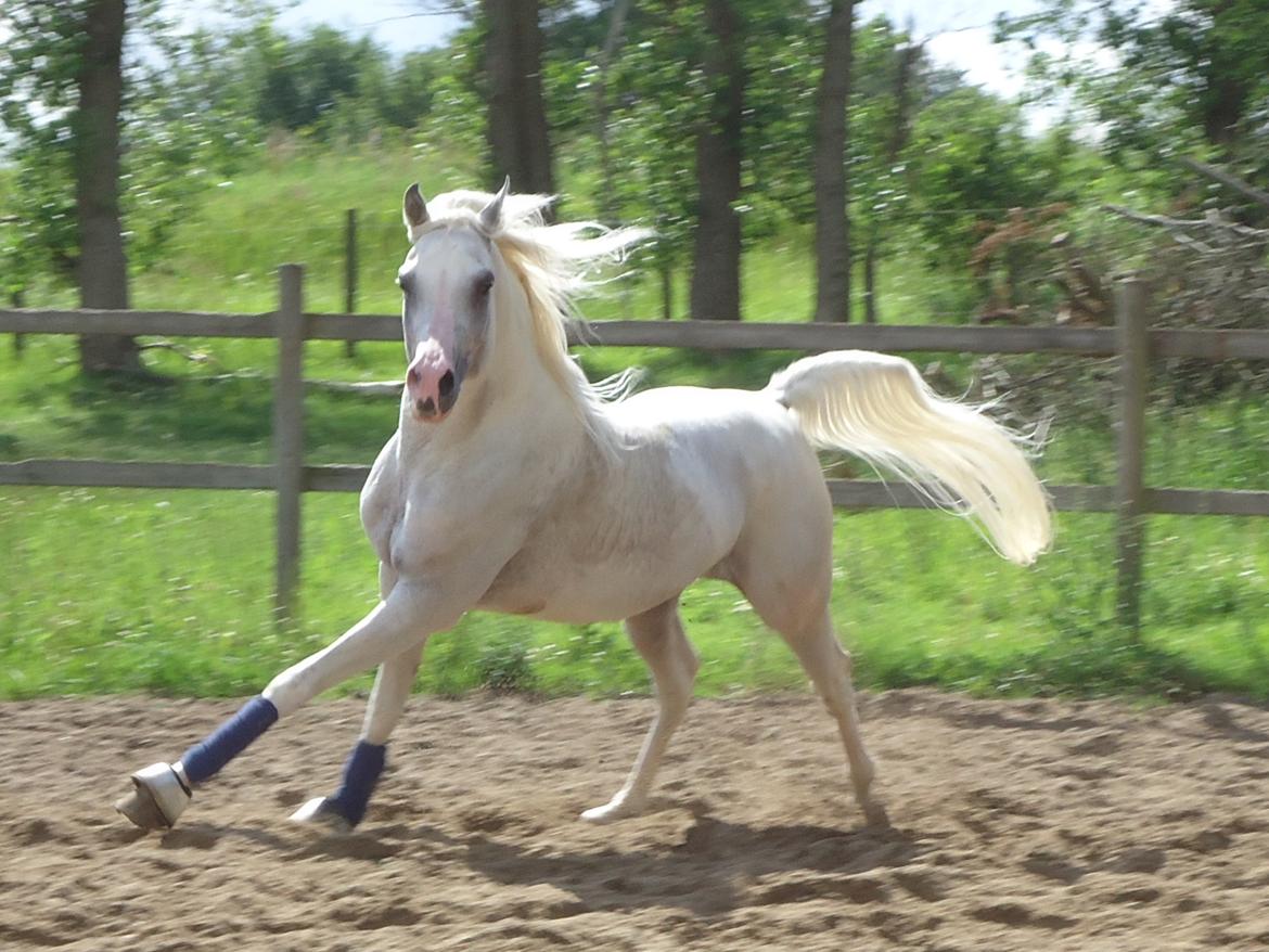 Arabisk fuldblod (OX) Fa Kenzo - Kenzo løs på banen :) billede 16