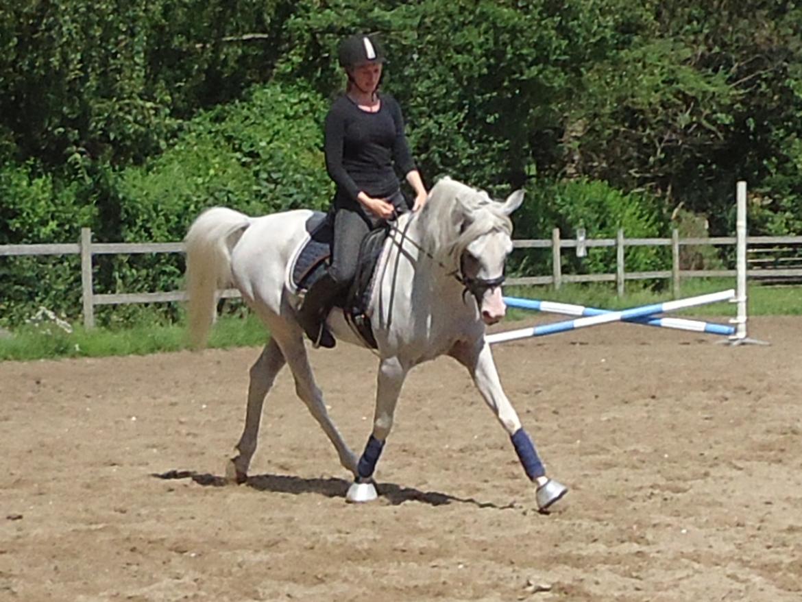 Arabisk fuldblod (OX) Fa Kenzo - Kenzo og jeg. Dressur træning ude d 12.juli 2012 billede 17