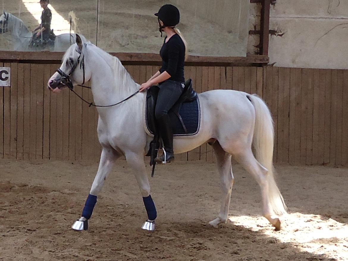 Arabisk fuldblod (OX) Fa Kenzo billede 18