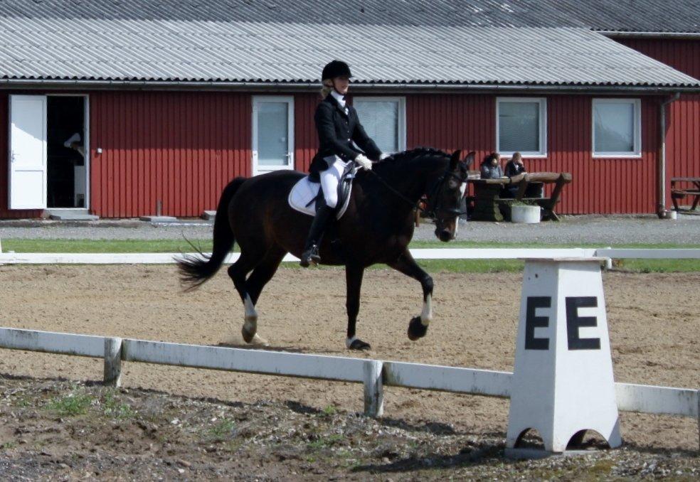 Dansk Varmblod Lillevang Felicia billede 19