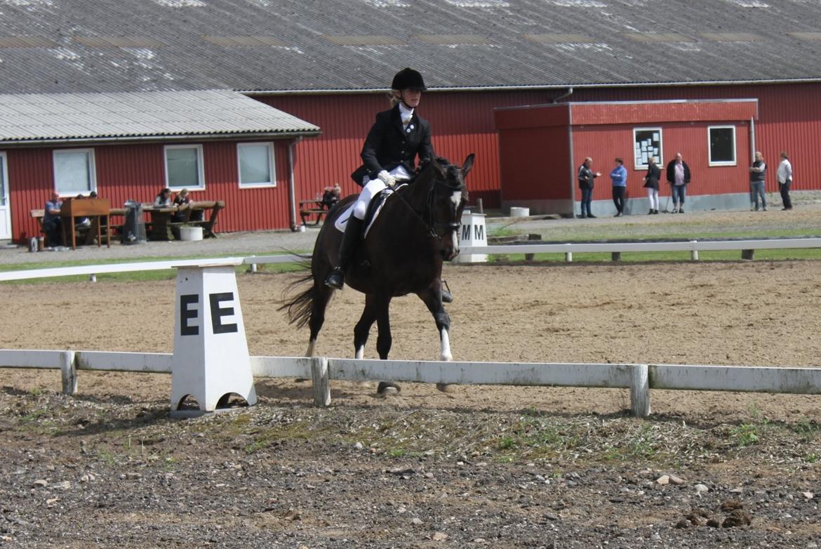 Dansk Varmblod Lillevang Felicia - Felicia i NHR - LC2 ca. 65% LC2 67,5% og en 2. plads. :-)
Dygtig pige <3 billede 12