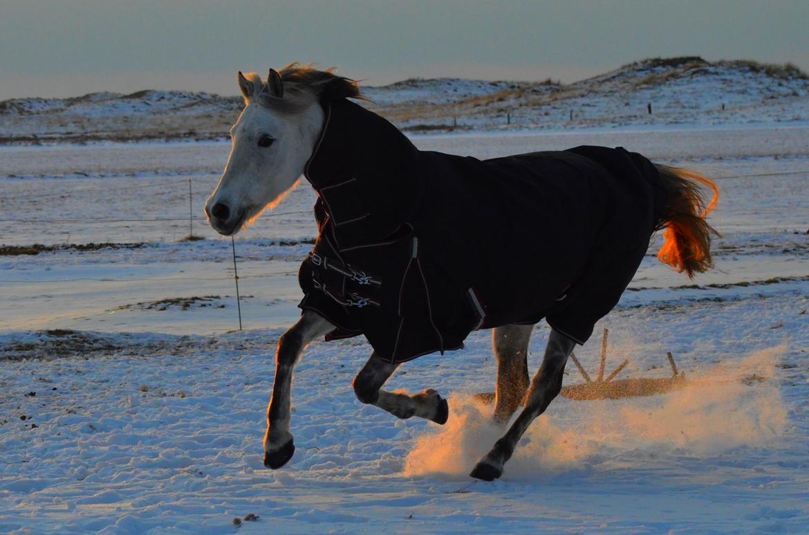 DSP Linette // Lynette - Min skønne pony hygger sig på folden i solnedgangen med sit nye dækken. ;-) Fotograf: Anita Rasmussen billede 30