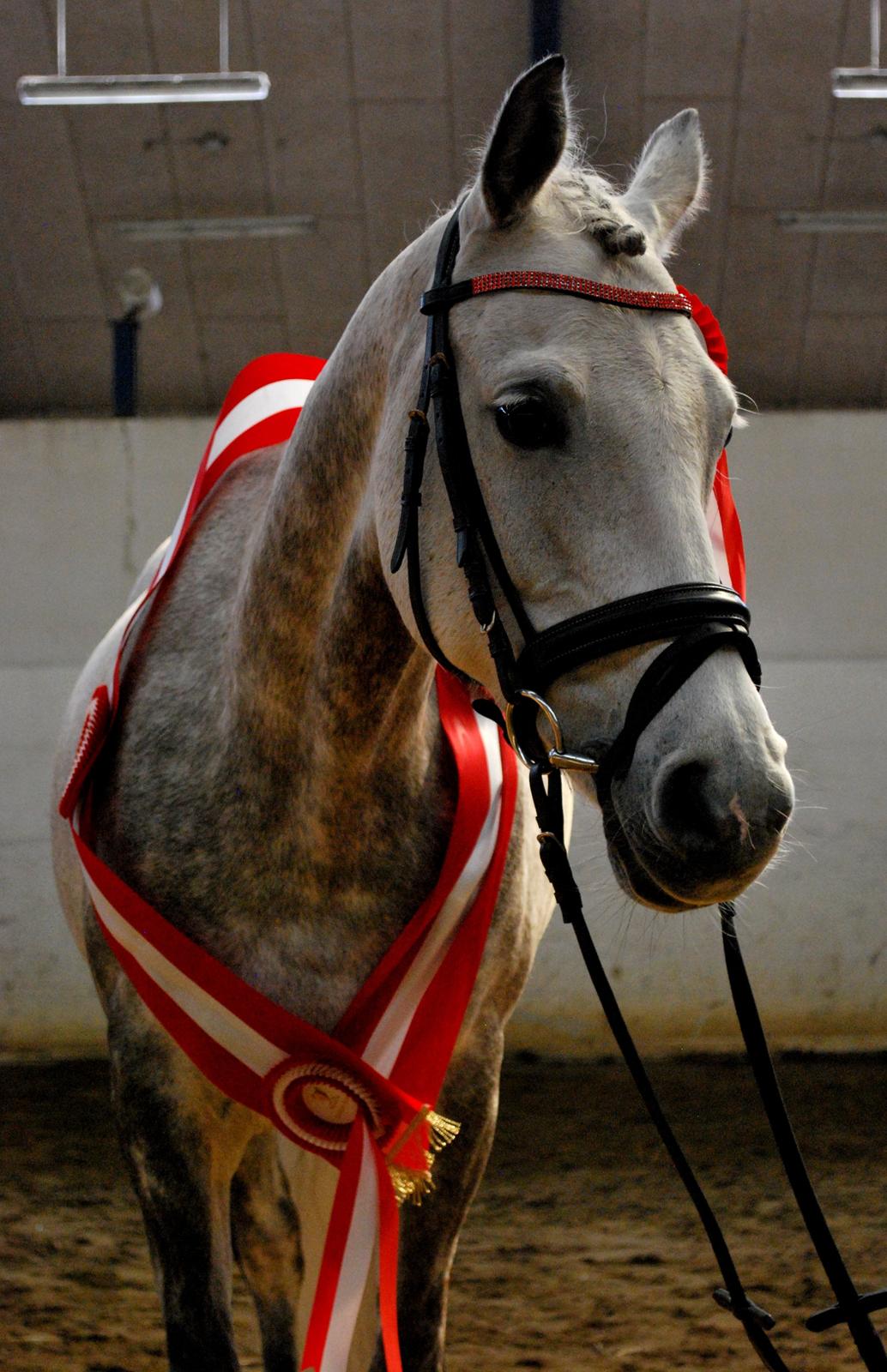 DSP Linette // Lynette - Linette der lige har fået tildelt titlen som Skuets bedste hest på Tronsø d. 7 maj 2011.. Stjernedyr! ;-) Fotograf: Anita Rasmussen billede 46