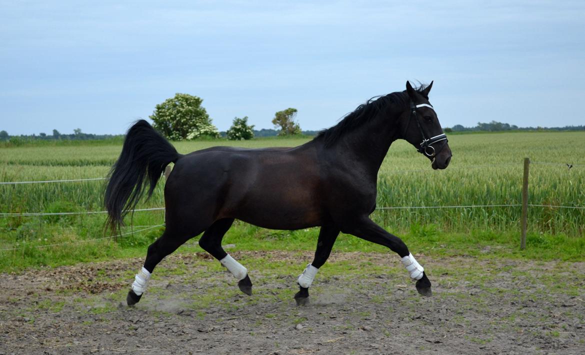 Oldenborg Bianca af Tanderup (Gippe'sen) - Den 5 juli 2012 billede 19
