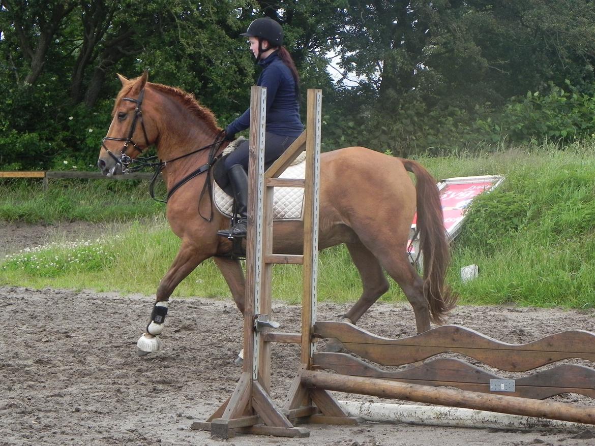 Anden særlig race Charlie- RØDE LYN - Spring d.11 juli 2012 billede 11