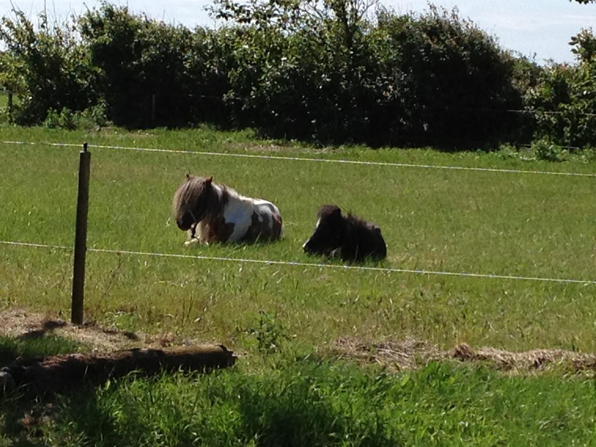 Anden særlig race bandit billede 5