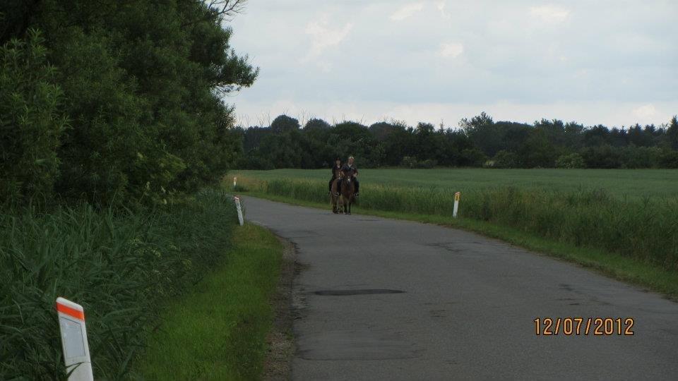 Hollandsk Sportspony Baloubet billede 13