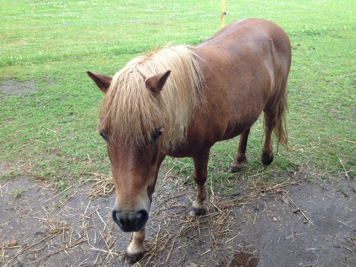 Anden særlig race Misty (min lillebror's) billede 14