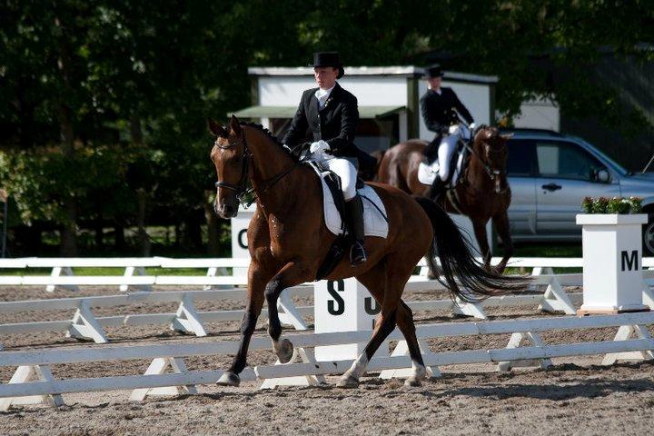 Hannoveraner Disney - Landsstævne på SIV billede 2