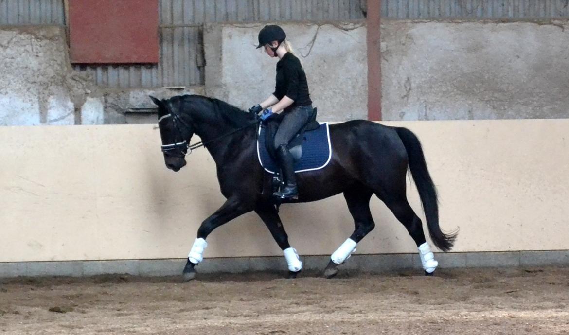 Oldenborg Bianca af Tanderup (Gippe'sen) - Bianca og jeg (undskylder opstilling men, hun bliver har en helt anden takt inde i hallen + det jo er let ridning :) billede 20