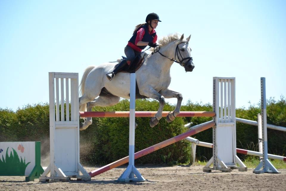 Dansk Varmblod Abdallah *STJERNEN* - 130 cm :-) billede 15