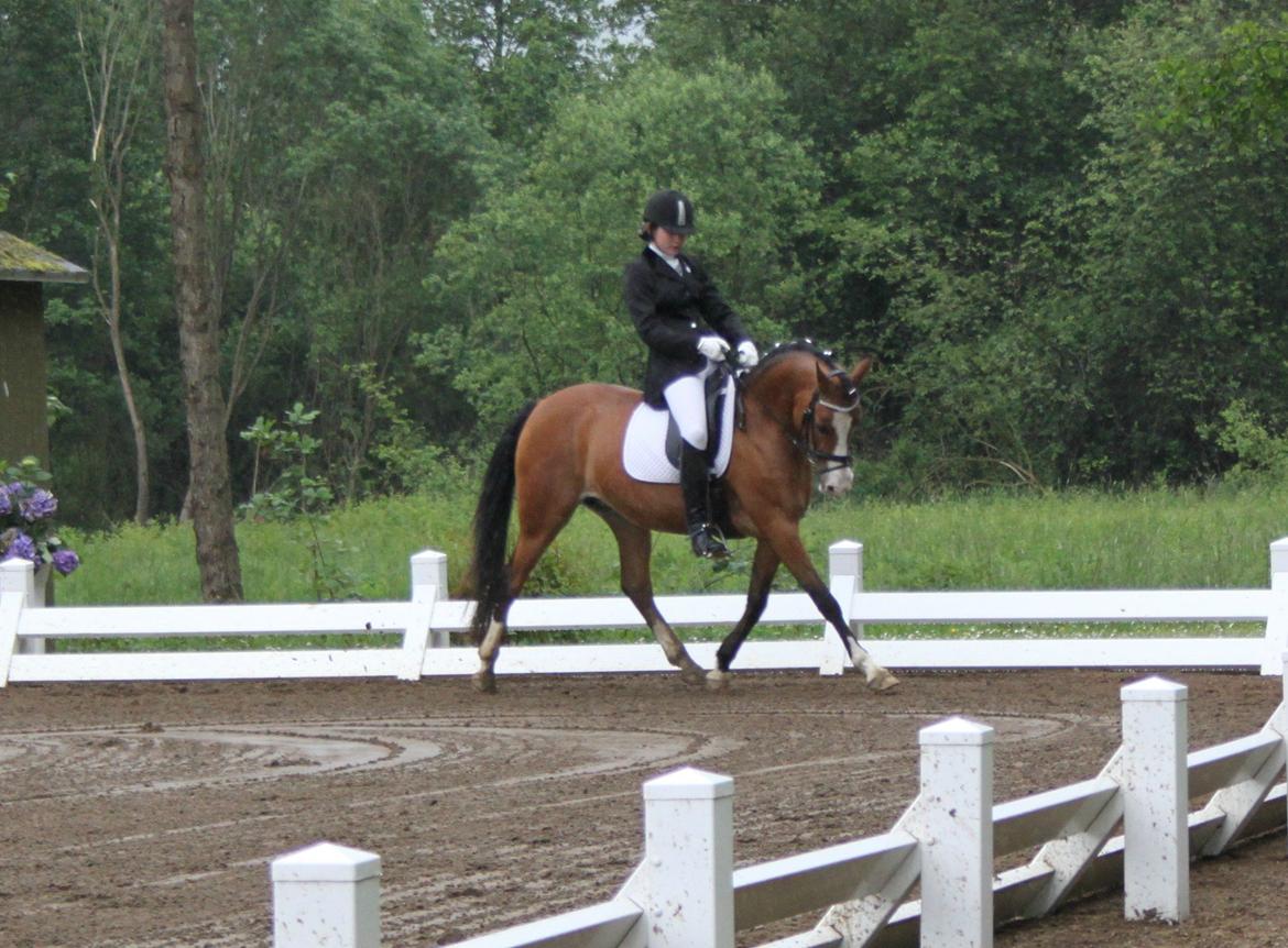 Anden særlig race Millenium Star    -Dressur stjerne<3 billede 2