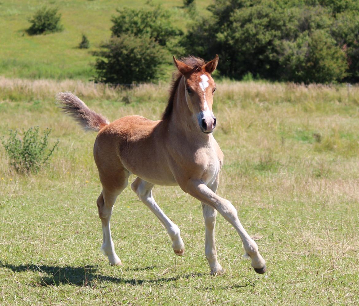 Welsh Cob (sec D) Tekens Zia  - Zia viser hendes show-gang frem :) Ca. 2 mdr. gammel. 
(foto: Karoline) billede 19