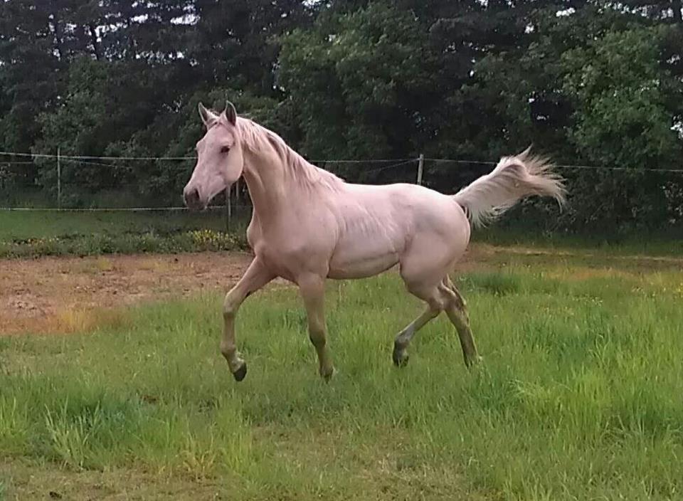 Palomino Klitgaards Marti billede 3
