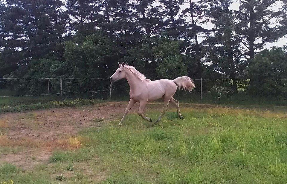 Palomino Klitgaards Marti billede 4