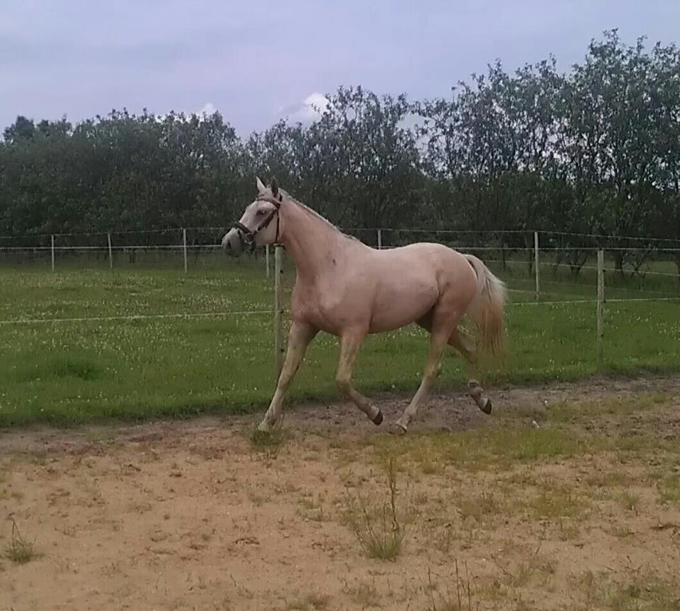 Palomino Klitgaards Yellow Stone billede 3