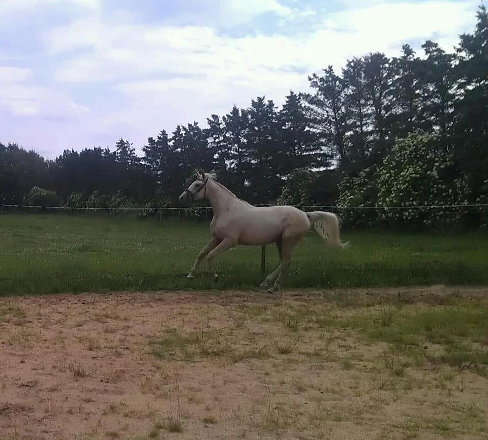 Palomino Klitgaards Yellow Stone billede 1