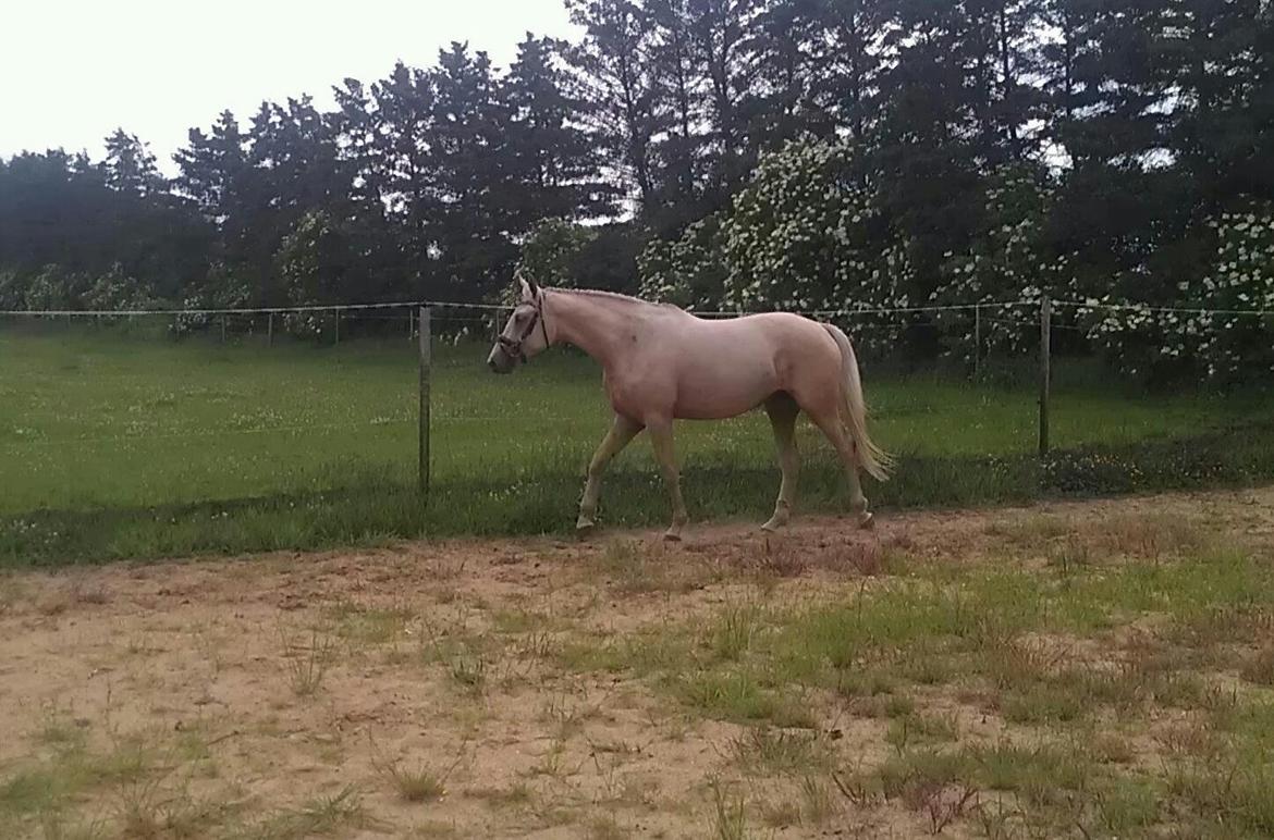 Palomino Klitgaards Yellow Stone billede 2