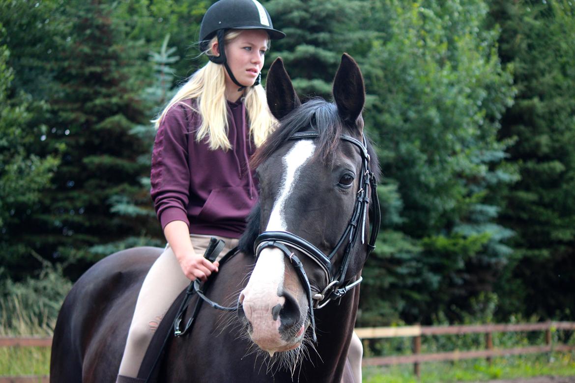 Dansk Varmblod Melissa - "if you talk to a horse in a language he understands, that goes to his head. If you talk to the horse in his language, that goes to his heart"- d. 13 Juli 2012 billede 16