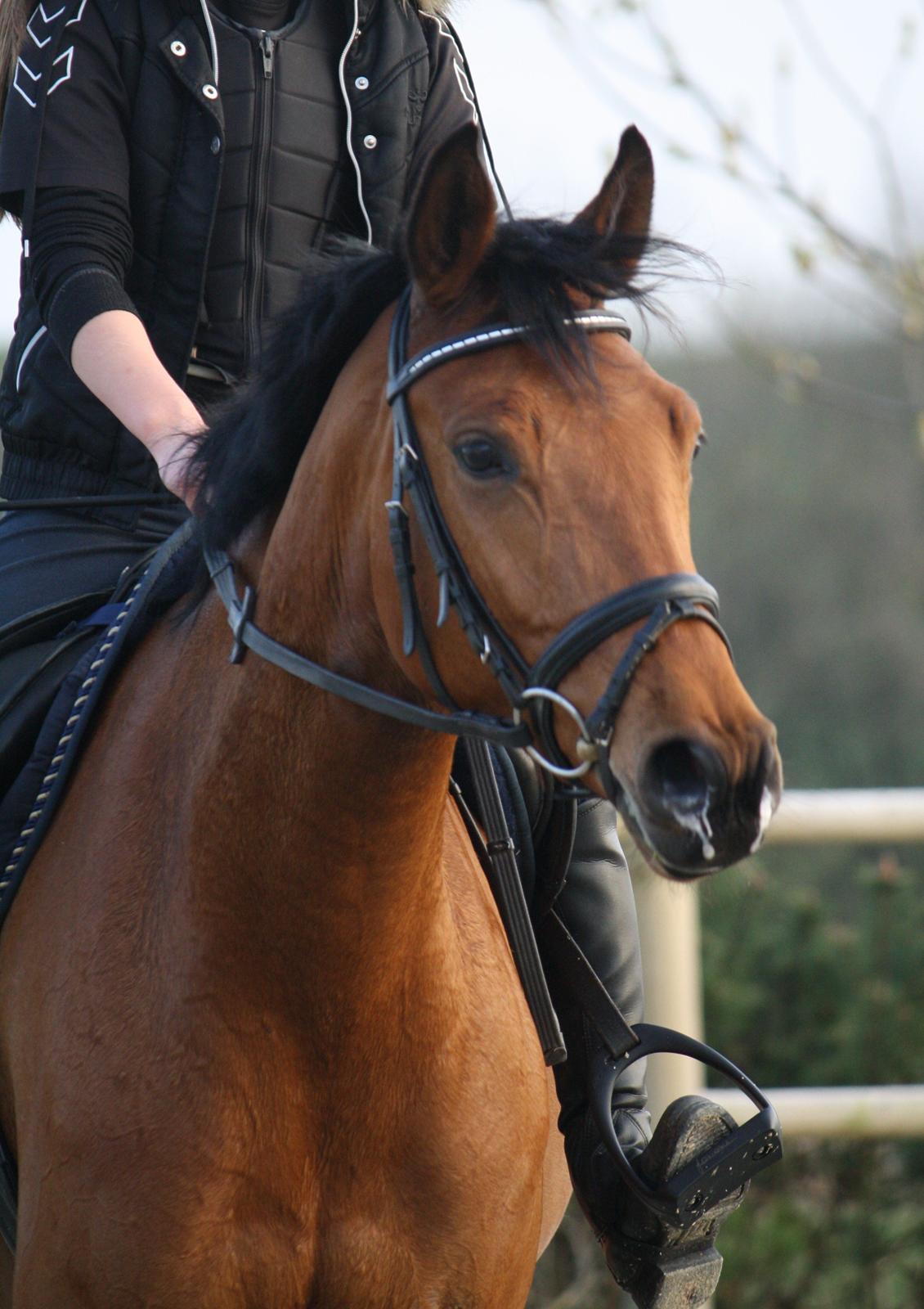 Dansk Varmblod Schannon billede 16