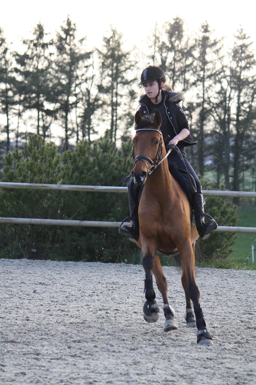 Dansk Varmblod Schannon billede 17